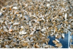 Lùng mua đặc sản “chỉ lùi không tiến” ở Phú Quốc