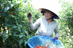 Giá ớt rớt thê thảm, nông dân Quảng Ngãi điêu đứng