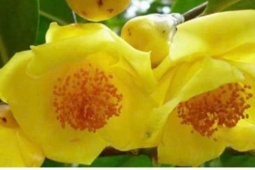 Trà hoa vàng có gì đặc biệt? Công dụng ít người biết