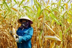 Cảnh tượng xót xa khiến người dân khóc ròng giữa 'chảo lửa' 42 độ