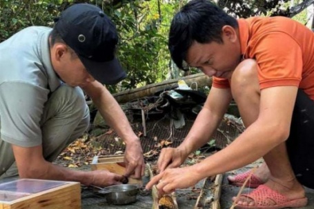 Cách độc lạ, nông dân Cà Mau bắt ong dú cho mật ngọt trong ống tre, bán giá 2 triệu/lít