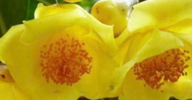 Trà hoa vàng có gì đặc biệt? Công dụng ít người biết