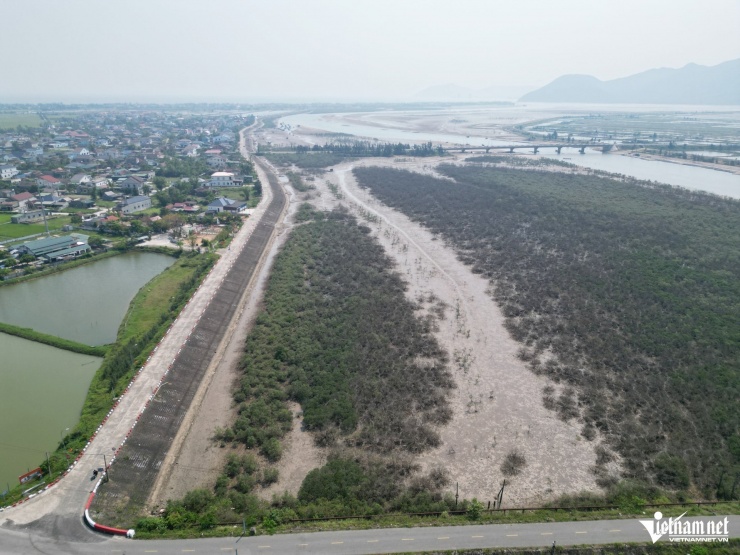 Cả chục hecta rừng ngập mặn ở phường Hải Ninh bị chết bất thường.