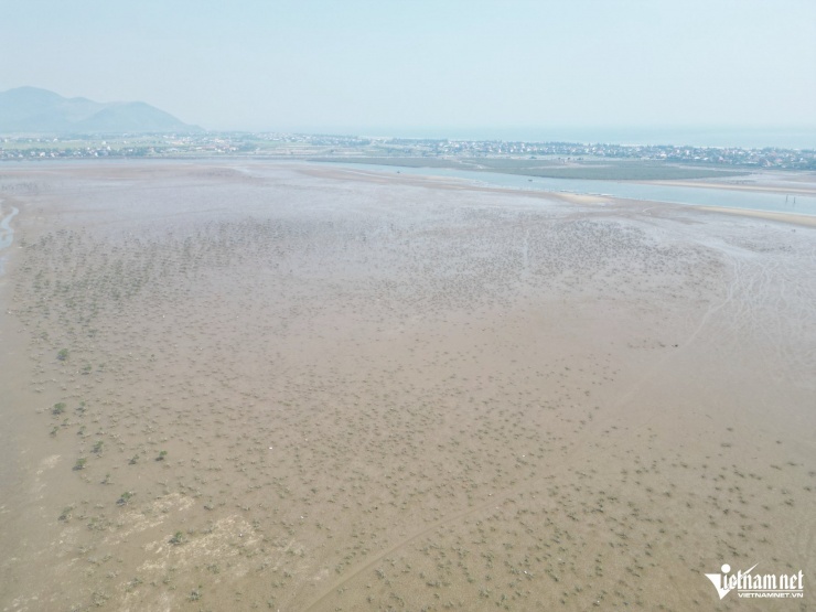 Cây rừng chết khiến nhiều khu vực mất đi độ che phủ.