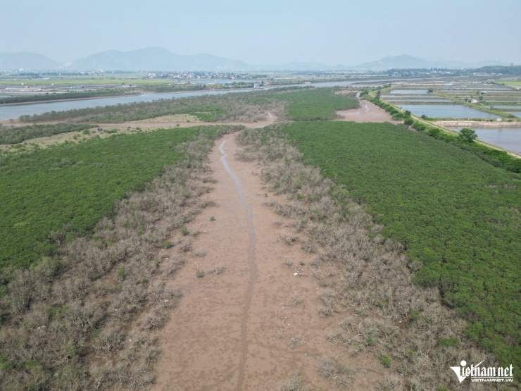 Rừng ngập mặn chủ yếu là cây mắm, đước, sú, vẹt, được trồng từ những năm 1990.