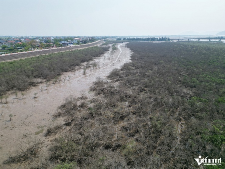 Cánh rừng ngập mặn ven biển phường Hải Ninh xơ xác.