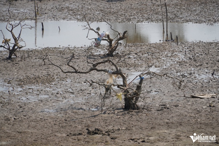 Rừng bị chết khô, tuyến đê biển đứng trước nguy cơ bị xói lở do sóng lớn và triều cường.