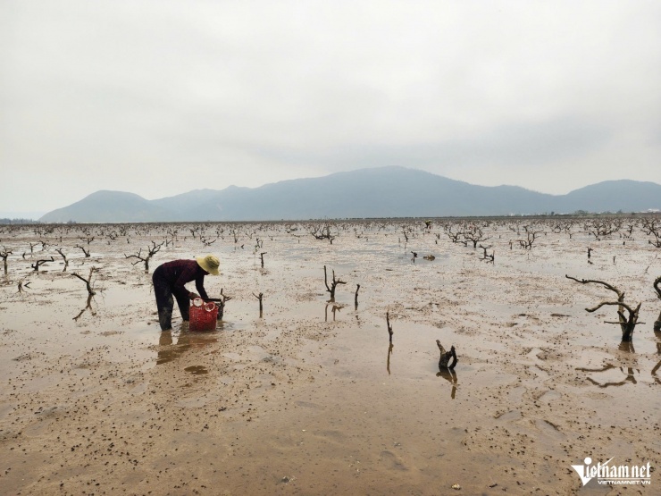 Một số người dân đi dọc các khu vực rừng ngập mặn bị chết khô để mò cua.