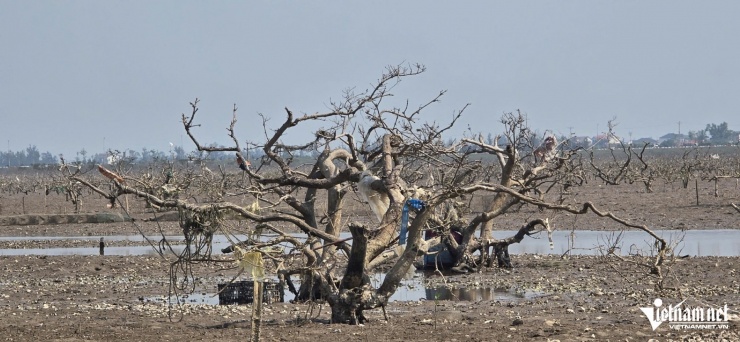 Rác thải mắc trên các cành cây bị chết khô.