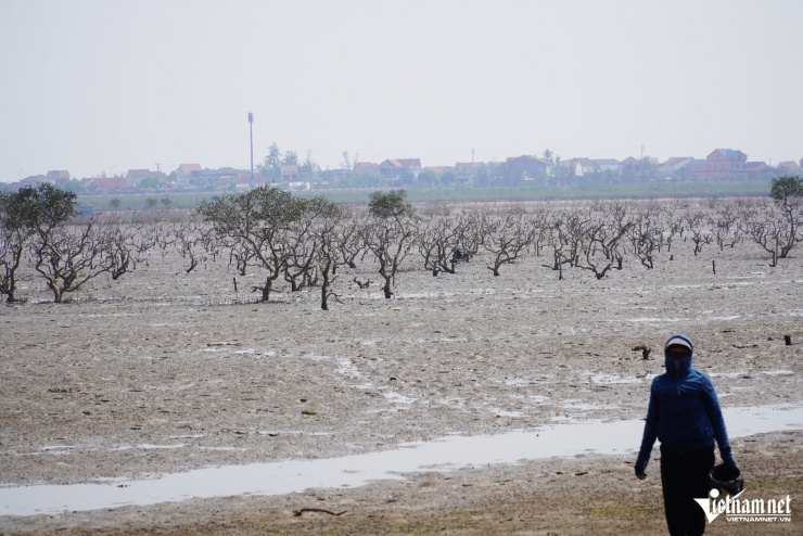 Nguồn lợi hải sản cũng suy giảm sau khi rừng ngập mặn bị chết khô.