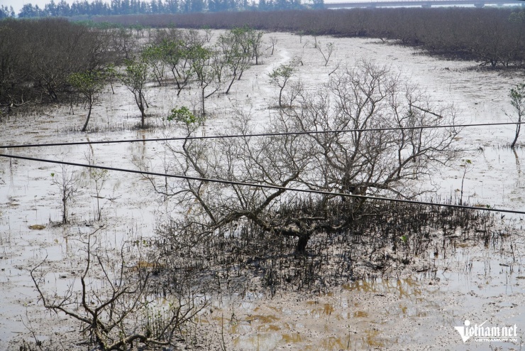 Những gốc cây được trồng lâu năm nay cũng bị chết, khô cành.