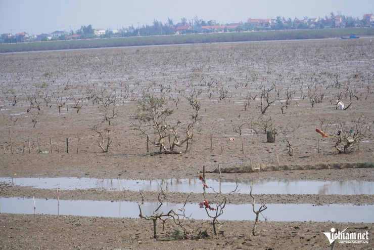 Cảnh xác xơ trên cánh rừng ngập mặn ở phường Hải Ninh.