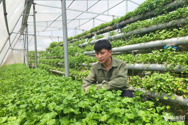Nông dân Cao Văn Hùng khởi nghiệp với việc trồng rau má thủy canh.