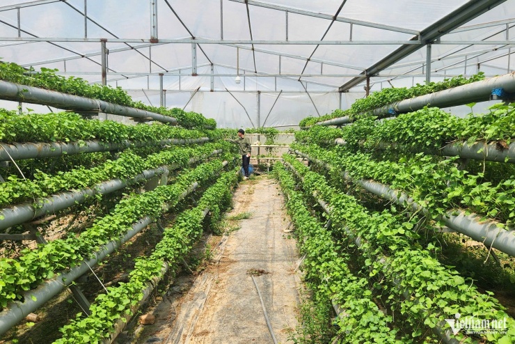 Rau má thủy canh phát triển tốt, hàng tháng cho anh Hùng thu nhập khoảng 50 triệu đồng.