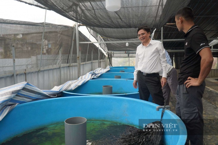 Hiện anh Trân Anh Duy đang mua giống từ miền Nam và miền Trung về ươm nuôi để đảm bảo nguồn giống lươn cho gia đình và bán cho các hộ dân có nhu cầu mua con giống. Ảnh: Khương Lực