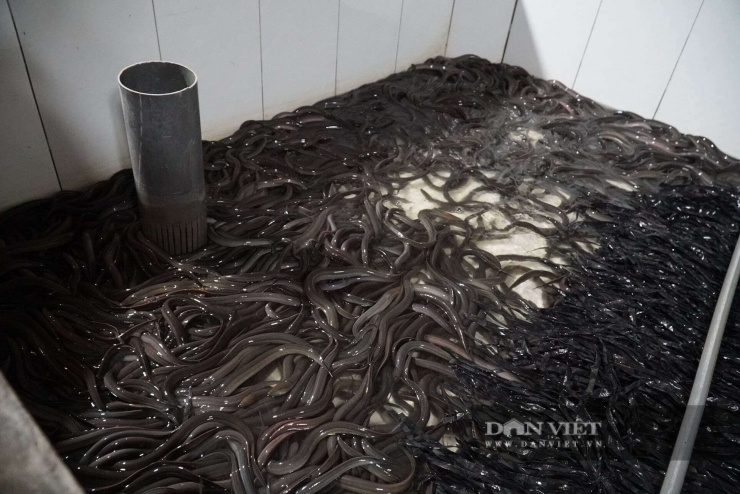 Với 7 bể nuôi, ông Vũ Xuân Long ước tính mỗi lứa có thể đạt khoảng 4 tấn lươn. Ảnh: Khương Lực