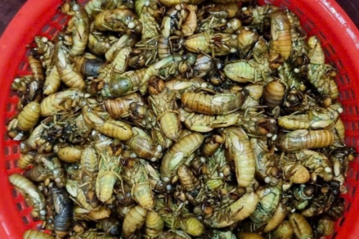 Dân vùng cao TP Huế đêm khuya vào rừng săn 'lộc trời' thu bạc triệu mỗi ngày