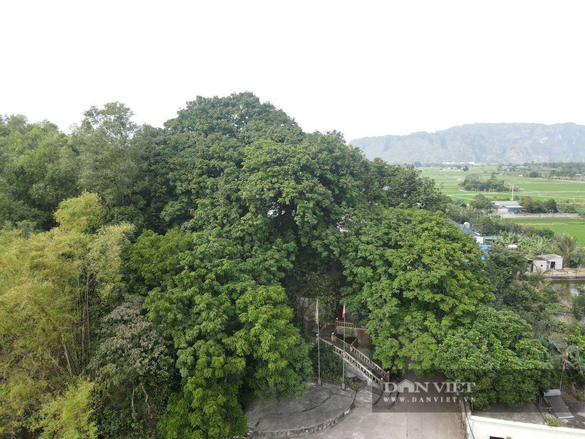 Quần thể lim di sản hiên ngang giữa bão tố. Ảnh: BM