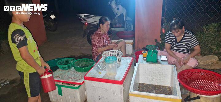 Ve bắt ra được thương lái thu mua toàn bộ, làm sạch trước khi đưa về các đầu mối bán lẻ tiêu thụ hoặc giao cho "các mối đặt hàng". (Ảnh: Thái Bình)