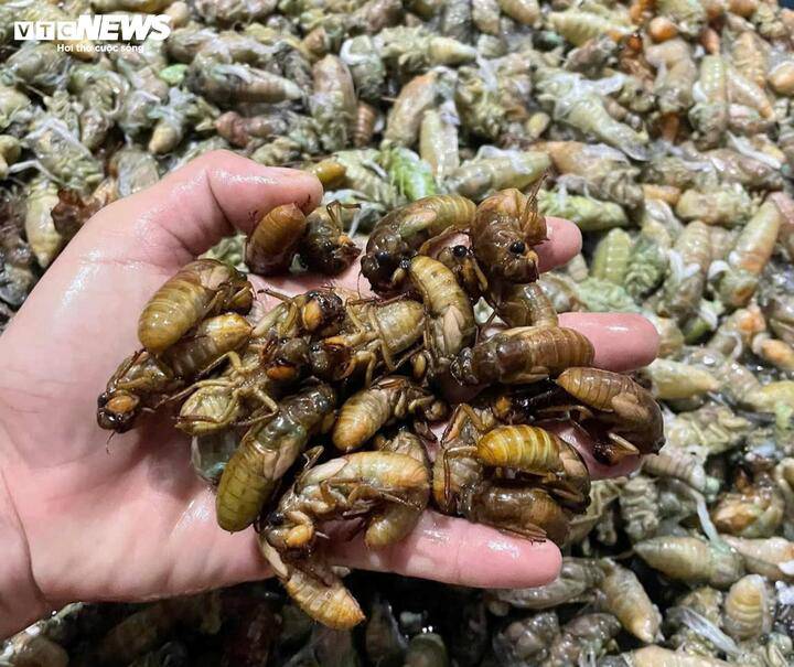 Ve non được người rao bán gợi ý làm món chiên mắm tỏi để nhậu rất ngon. (Ảnh: Thái Bình)