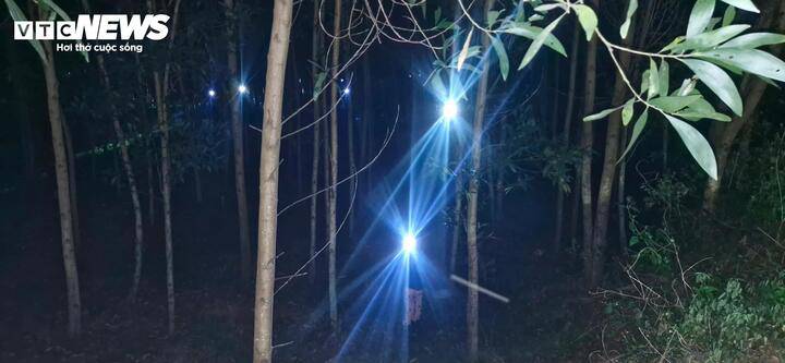 Người dân vùng cao TP Huế đổ xô vào rừng săn ve sầu vào ban đêm khiến cả một góc rừng sáng rực ánh đèn pin. (Ảnh: Thái Bình)