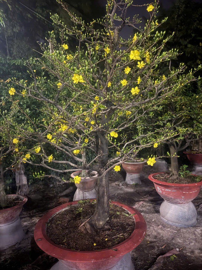 Mai ghép chơi Tết khó chứng minh nguồn gốc