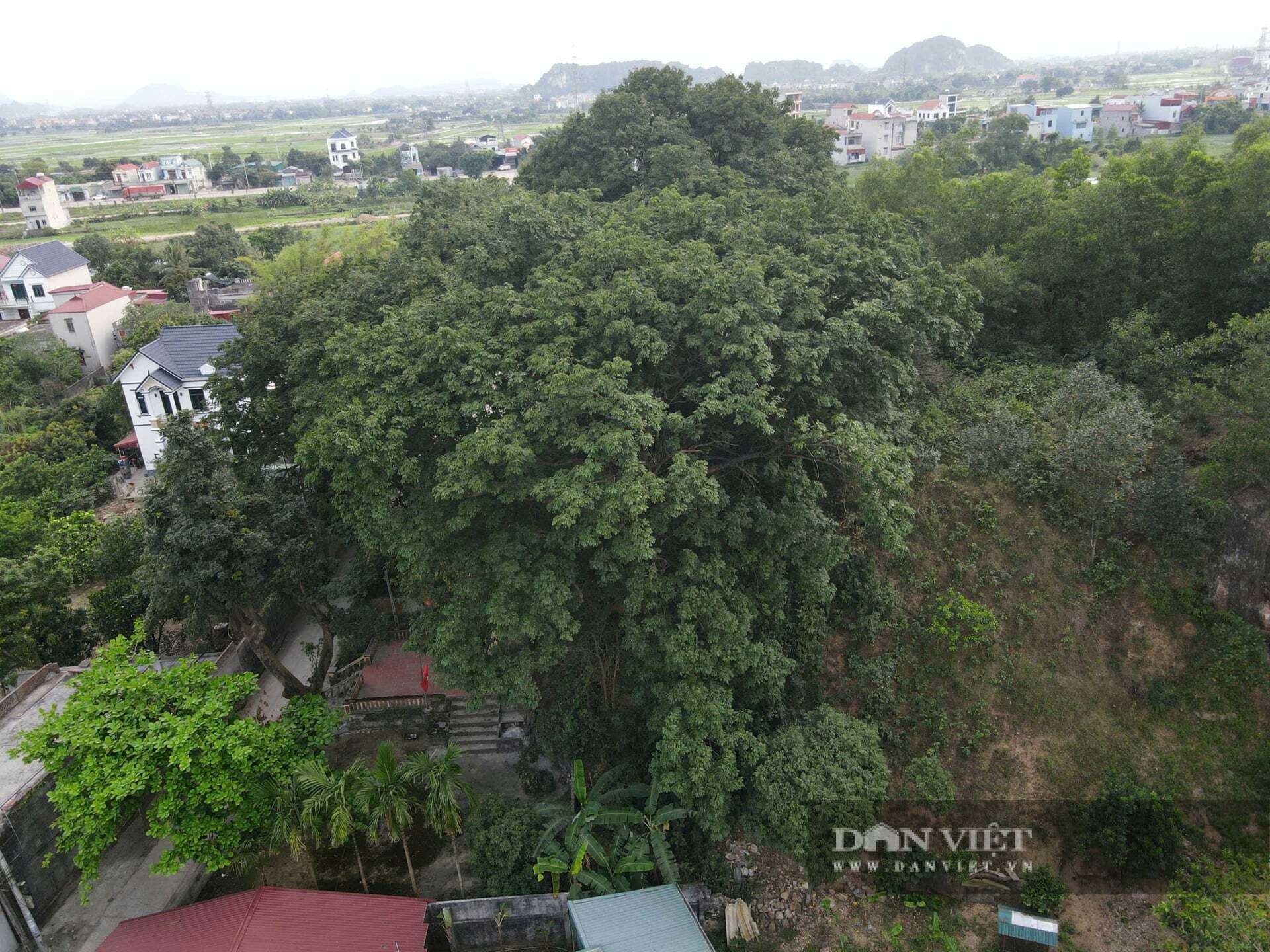 Quần thể lim di sản hiên ngang giữa bão tố. Ảnh: BM