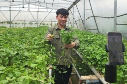 Đổ 3 tỷ rồi trắng tay, 9X Quảng Ninh đổi hướng trồng rau má thu 50 triệu/tháng