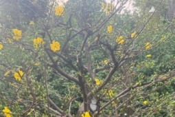 Từ vụ tạm giữ 42 gốc mai ở Côn Đảo: Nhà vườn băn khoăn về yêu cầu chứng minh nguồn gốc