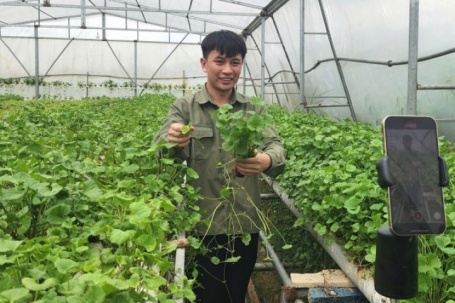 Đổ 3 tỷ rồi trắng tay, 9X Quảng Ninh đổi hướng trồng rau má thu 50 triệu/tháng