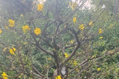 Từ vụ tạm giữ 42 gốc mai ở Côn Đảo: Nhà vườn băn khoăn về yêu cầu chứng minh nguồn gốc