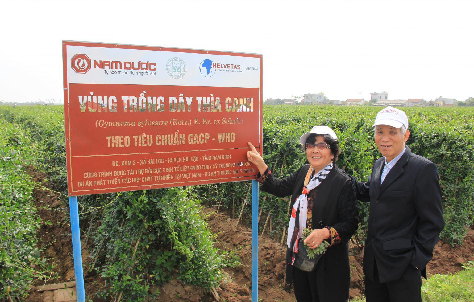 Vùng trồng dây thìa canh chuẩn GACP-WHO của Diabetna tại tỉnh Ninh Bình (mới)