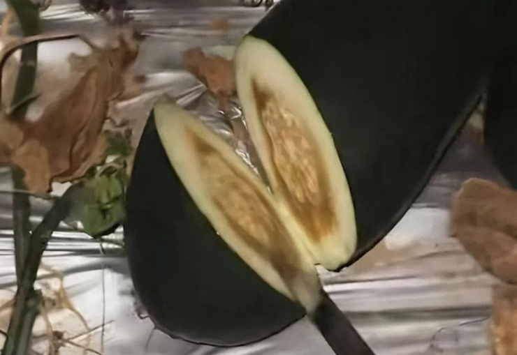 Nghề “gõ dưa” để kiểm tra chất lượng sản phẩm thu hút nhiều sự chú ý. Ảnh: QQ