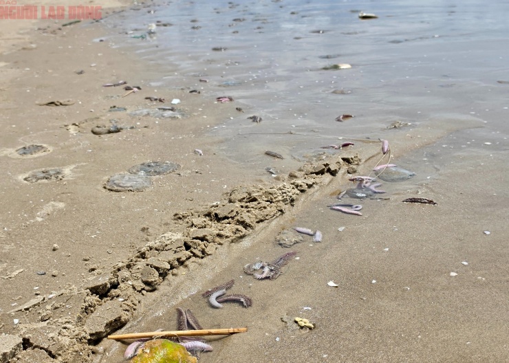 Hình ảnh lổn ngổn sâu biển dạt vào bờ biển Bãi Sau Vũng Tàu - 1