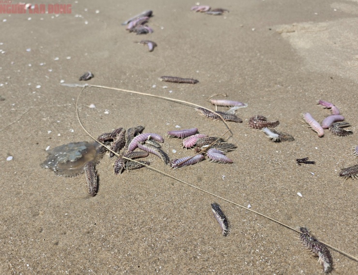 VIDEO: Bãi Sau Vũng Tàu xuất hiện sâu biển, sứa