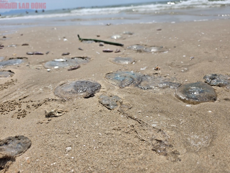 Hình ảnh lổn ngổn sâu biển dạt vào bờ biển Bãi Sau Vũng Tàu - 4