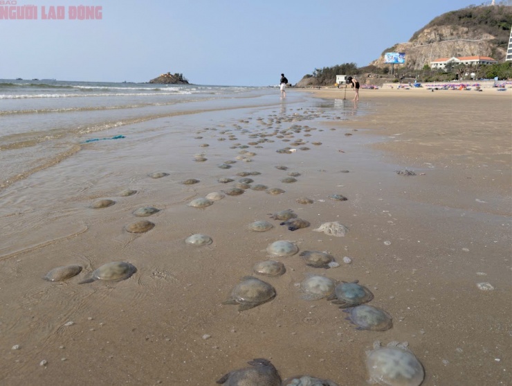 Hình ảnh lổn ngổn sâu biển dạt vào bờ biển Bãi Sau Vũng Tàu - 3