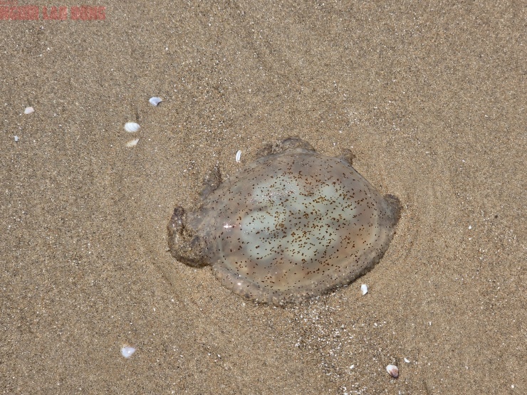 Hình ảnh lổn ngổn sâu biển dạt vào bờ biển Bãi Sau Vũng Tàu - 5