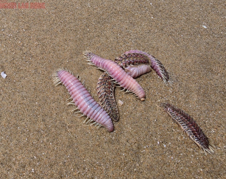 Hình ảnh lổn ngổn sâu biển dạt vào bờ biển Bãi Sau Vũng Tàu - 6