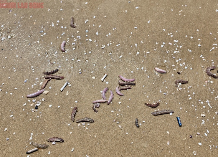 Hình ảnh lổn ngổn sâu biển dạt vào bờ biển Bãi Sau Vũng Tàu - 7