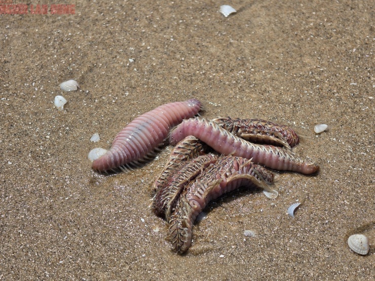 Hình ảnh lổn ngổn sâu biển dạt vào bờ biển Bãi Sau Vũng Tàu - 8