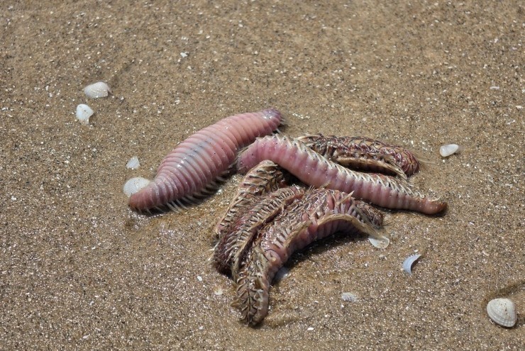 Hình ảnh lổn ngổn sâu biển dạt vào bờ biển Bãi Sau Vũng Tàu