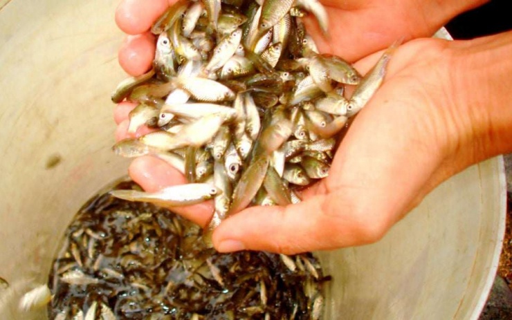 Theo kinh nghiệm của người dân vùng quê miền Trung, cá rầm thực chất là cá con của nhiều loài cá nước ngọt như cá gáy, cá trảnh, cá dềnh, cá chày hay cá trôi. Ảnh: Tiên Sa.