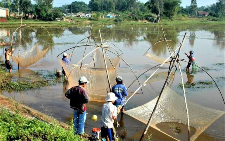 Cá rầm có thể chế biến thành nhiều món ăn khác nhau, nhưng nổi tiếng nhất vẫn là món cá rầm kho lá nghệ và lá gừng tươi – một đặc sản mang đậm hương vị miền Trung. Ảnh: Tiên Sa.