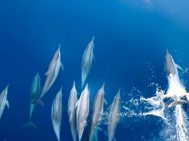 Đã mắt xem đàn cá heo 'nhảy múa' trên biển