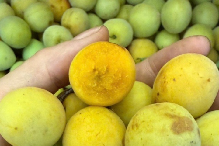 Mùa mơ má đào Mộc Châu: Bí quyết ngâm mơ ngon, không nổi váng, giải nhiệt cả mùa hè