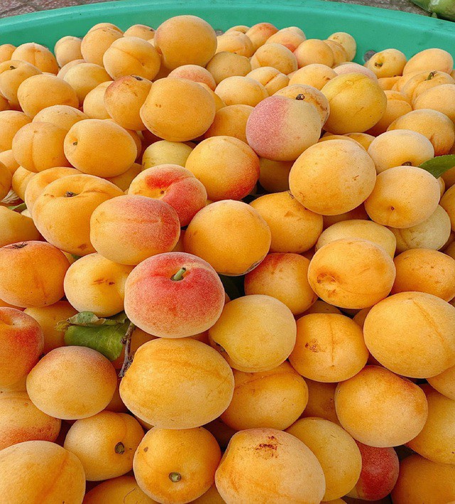 Mơ má đào Mộc Châu có hương vị đặc trưng.