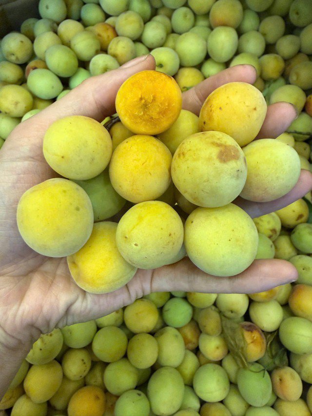 Mơ má đào Mộc Châu đang được nhiều người ưa chuộng. Ảnh PT