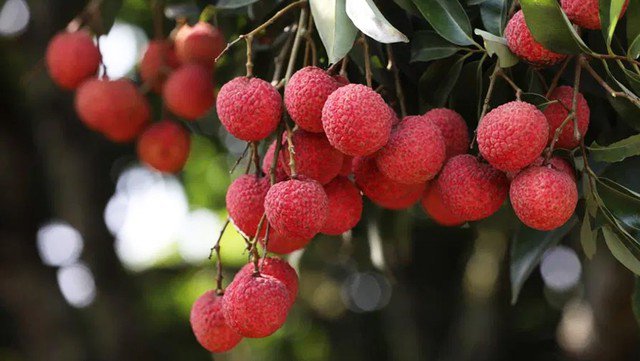 Người bệnh gan nhiễm mỡ chỉ nên ăn tối đa 5 – 6 quả vải/ngày.