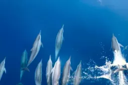 Đã mắt xem đàn cá heo 'nhảy múa' trên biển